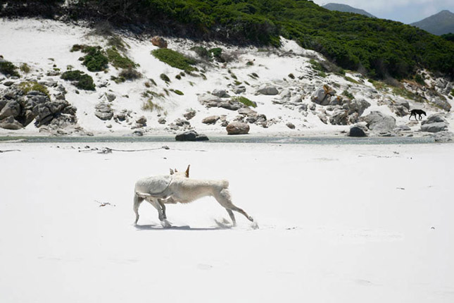 02_t_kunath_18-dog_e#7C0347