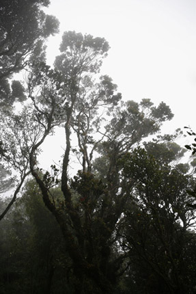 09_t_kunath_KL_Baum_#7C0306