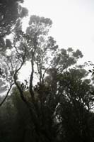 09_t_kunath_KL_Baum_#7C0306